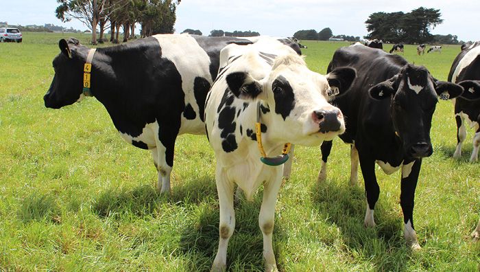 Dairy cows on Base AR37 endophyte